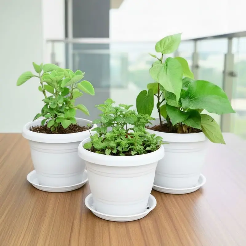 Set of 3 Mint Ajwain and Paan